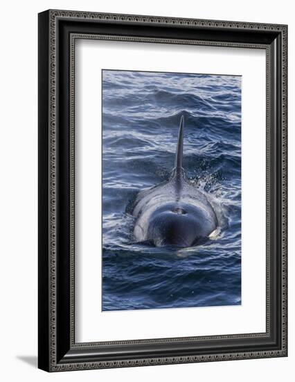 Adult Type a Killer Whale (Orcinus Orca) Surfacing in the Gerlache Strait, Antarctica-Michael Nolan-Framed Photographic Print