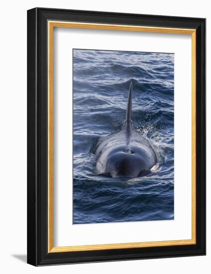 Adult Type a Killer Whale (Orcinus Orca) Surfacing in the Gerlache Strait, Antarctica-Michael Nolan-Framed Photographic Print