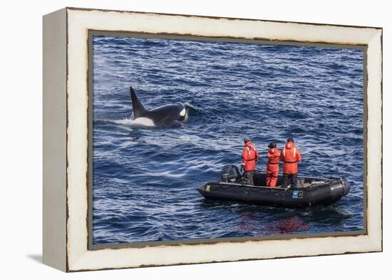 Adult Type a Killer Whale (Orcinus Orca) Surfacing Near Researchers in the Gerlache Strait-Michael Nolan-Framed Premier Image Canvas