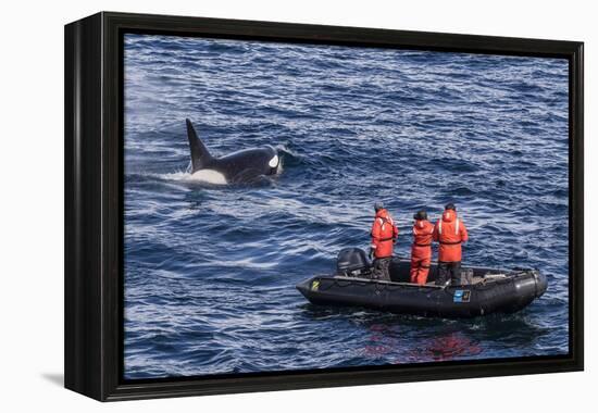 Adult Type a Killer Whale (Orcinus Orca) Surfacing Near Researchers in the Gerlache Strait-Michael Nolan-Framed Premier Image Canvas