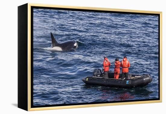 Adult Type a Killer Whale (Orcinus Orca) Surfacing Near Researchers in the Gerlache Strait-Michael Nolan-Framed Premier Image Canvas