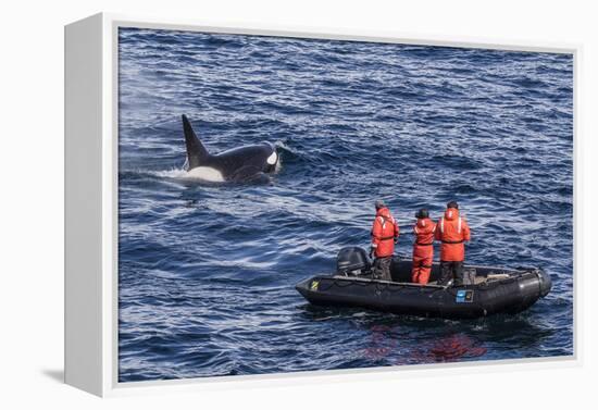 Adult Type a Killer Whale (Orcinus Orca) Surfacing Near Researchers in the Gerlache Strait-Michael Nolan-Framed Premier Image Canvas