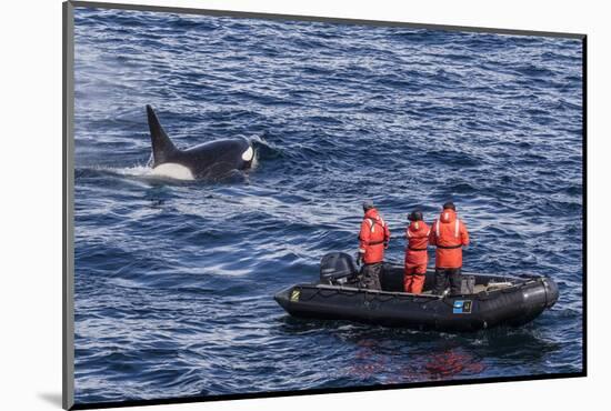 Adult Type a Killer Whale (Orcinus Orca) Surfacing Near Researchers in the Gerlache Strait-Michael Nolan-Mounted Photographic Print