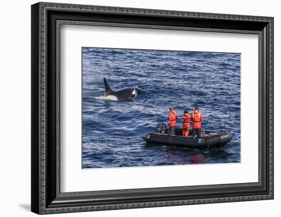 Adult Type a Killer Whale (Orcinus Orca) Surfacing Near Researchers in the Gerlache Strait-Michael Nolan-Framed Photographic Print