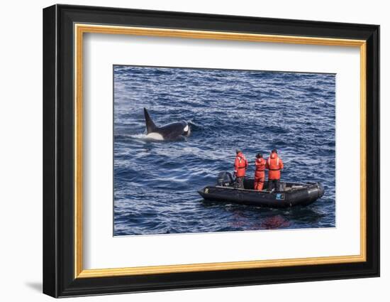 Adult Type a Killer Whale (Orcinus Orca) Surfacing Near Researchers in the Gerlache Strait-Michael Nolan-Framed Photographic Print