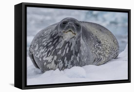 Adult Weddell Seal (Leptonychotes Weddellii), Polar Regions-Michael Nolan-Framed Premier Image Canvas