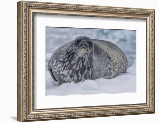 Adult Weddell Seal (Leptonychotes Weddellii), Polar Regions-Michael Nolan-Framed Photographic Print