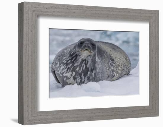 Adult Weddell Seal (Leptonychotes Weddellii), Polar Regions-Michael Nolan-Framed Photographic Print