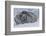 Adult Weddell Seal (Leptonychotes Weddellii), Polar Regions-Michael Nolan-Framed Photographic Print