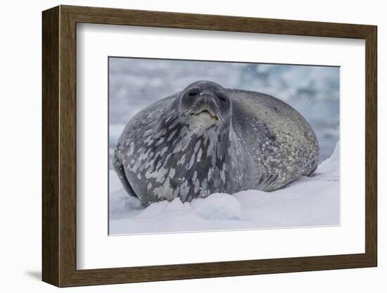 Adult Weddell Seal (Leptonychotes Weddellii), Polar Regions-Michael Nolan-Framed Photographic Print