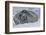 Adult Weddell Seal (Leptonychotes Weddellii), Polar Regions-Michael Nolan-Framed Photographic Print