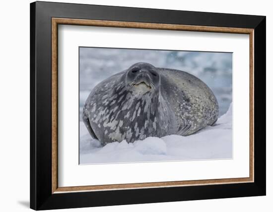 Adult Weddell Seal (Leptonychotes Weddellii), Polar Regions-Michael Nolan-Framed Photographic Print