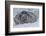 Adult Weddell Seal (Leptonychotes Weddellii), Polar Regions-Michael Nolan-Framed Photographic Print