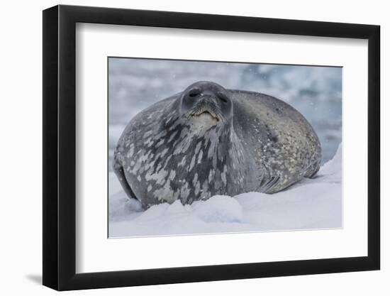 Adult Weddell Seal (Leptonychotes Weddellii), Polar Regions-Michael Nolan-Framed Photographic Print