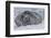 Adult Weddell Seal (Leptonychotes Weddellii), Polar Regions-Michael Nolan-Framed Photographic Print