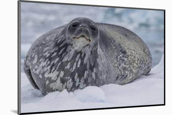 Adult Weddell Seal (Leptonychotes Weddellii), Polar Regions-Michael Nolan-Mounted Photographic Print