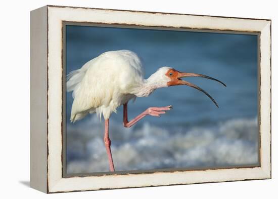 Adult White Ibis Scratching Along Shoreline, Gulf of Mexico, Florida-Maresa Pryor-Framed Premier Image Canvas