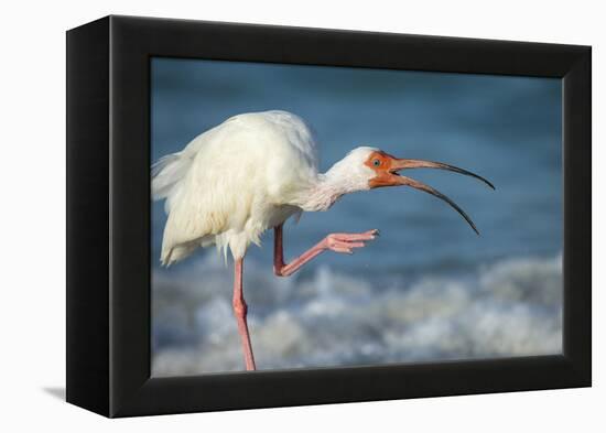 Adult White Ibis Scratching Along Shoreline, Gulf of Mexico, Florida-Maresa Pryor-Framed Premier Image Canvas