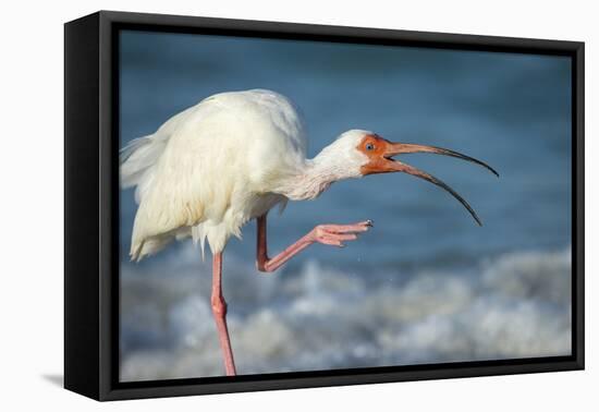 Adult White Ibis Scratching Along Shoreline, Gulf of Mexico, Florida-Maresa Pryor-Framed Premier Image Canvas