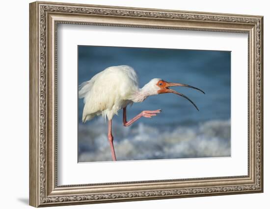 Adult White Ibis Scratching Along Shoreline, Gulf of Mexico, Florida-Maresa Pryor-Framed Photographic Print