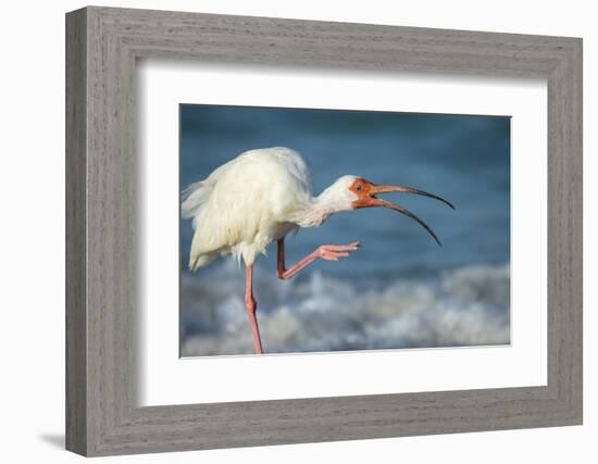 Adult White Ibis Scratching Along Shoreline, Gulf of Mexico, Florida-Maresa Pryor-Framed Photographic Print