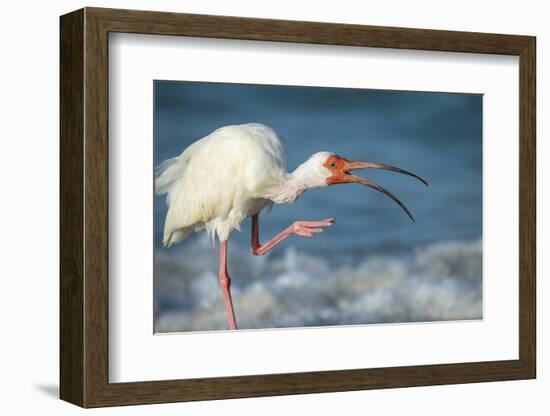 Adult White Ibis Scratching Along Shoreline, Gulf of Mexico, Florida-Maresa Pryor-Framed Photographic Print