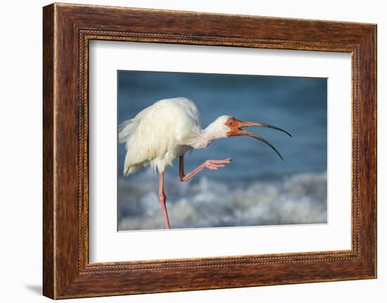 Adult White Ibis Scratching Along Shoreline, Gulf of Mexico, Florida-Maresa Pryor-Framed Photographic Print