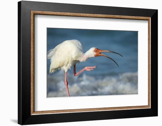 Adult White Ibis Scratching Along Shoreline, Gulf of Mexico, Florida-Maresa Pryor-Framed Photographic Print