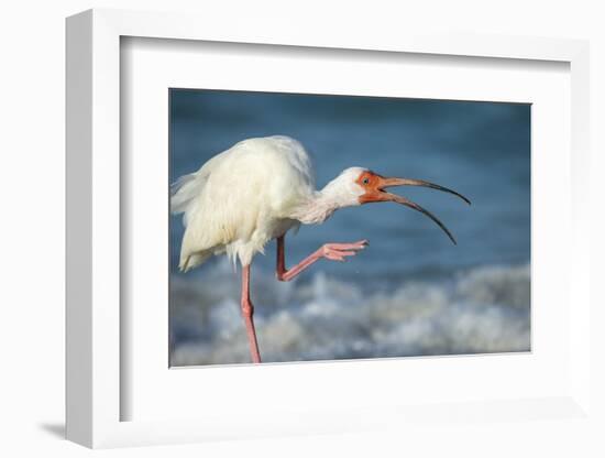 Adult White Ibis Scratching Along Shoreline, Gulf of Mexico, Florida-Maresa Pryor-Framed Photographic Print