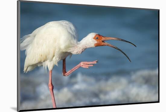 Adult White Ibis Scratching Along Shoreline, Gulf of Mexico, Florida-Maresa Pryor-Mounted Photographic Print