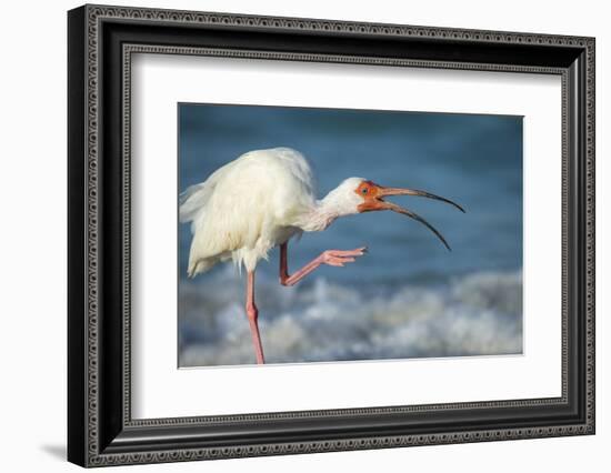 Adult White Ibis Scratching Along Shoreline, Gulf of Mexico, Florida-Maresa Pryor-Framed Photographic Print