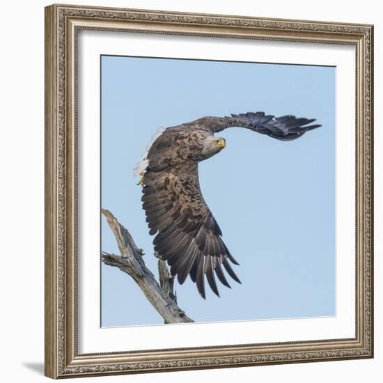 Adult White-tailed eagle taking off from its perch, Finland-Jussi Murtosaari-Framed Photographic Print