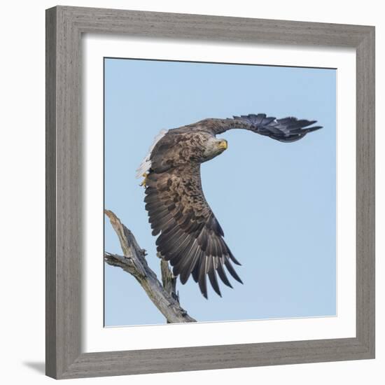 Adult White-tailed eagle taking off from its perch, Finland-Jussi Murtosaari-Framed Photographic Print