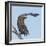 Adult White-tailed eagle taking off from its perch, Finland-Jussi Murtosaari-Framed Photographic Print