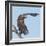 Adult White-tailed eagle taking off from its perch, Finland-Jussi Murtosaari-Framed Photographic Print