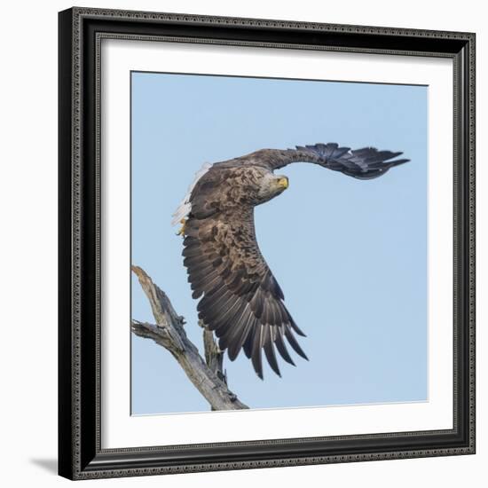 Adult White-tailed eagle taking off from its perch, Finland-Jussi Murtosaari-Framed Photographic Print