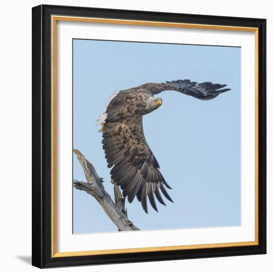 Adult White-tailed eagle taking off from its perch, Finland-Jussi Murtosaari-Framed Photographic Print