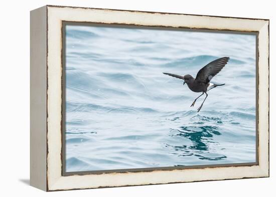 Adult Wilson's Storm Petrel (Oceanites Oceanicus), South Georgia, Polar Regions-Michael Nolan-Framed Premier Image Canvas