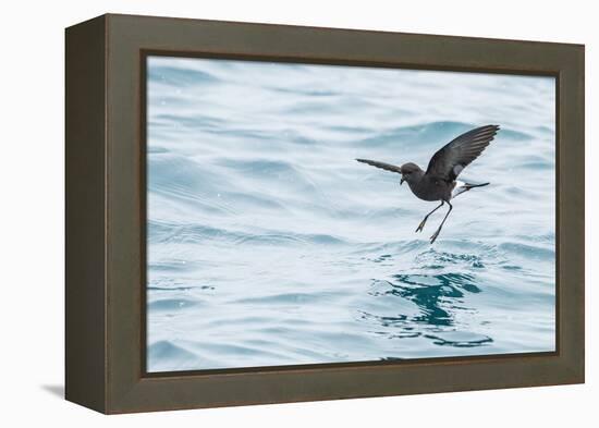 Adult Wilson's Storm Petrel (Oceanites Oceanicus), South Georgia, Polar Regions-Michael Nolan-Framed Premier Image Canvas