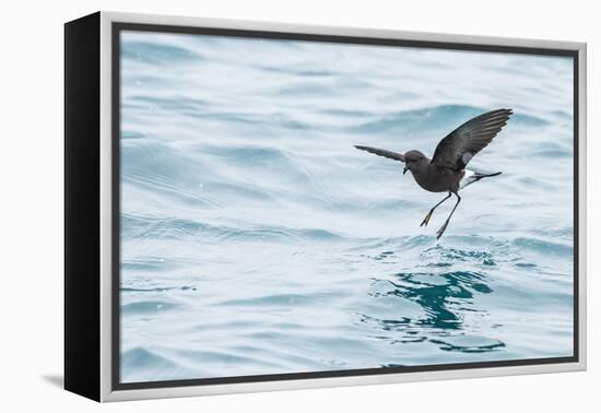 Adult Wilson's Storm Petrel (Oceanites Oceanicus), South Georgia, Polar Regions-Michael Nolan-Framed Premier Image Canvas