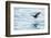 Adult Wilson's Storm Petrel (Oceanites Oceanicus), South Georgia, Polar Regions-Michael Nolan-Framed Photographic Print