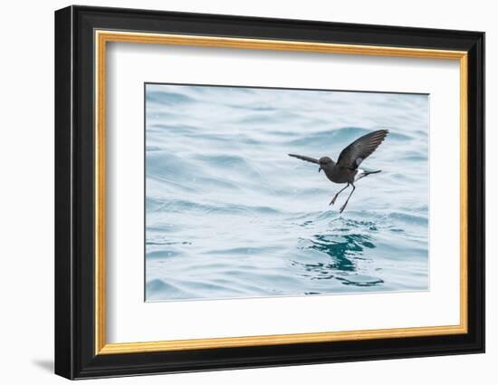 Adult Wilson's Storm Petrel (Oceanites Oceanicus), South Georgia, Polar Regions-Michael Nolan-Framed Photographic Print