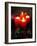 Advent Candles, France, Europe-null-Framed Photographic Print