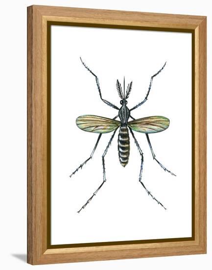 Aedes Mosquito (Aedes Aegypti), Yellow Fever Mosquito, Insects-Encyclopaedia Britannica-Framed Stretched Canvas