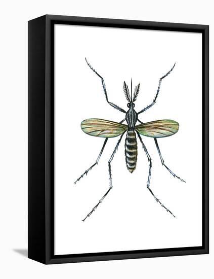 Aedes Mosquito (Aedes Aegypti), Yellow Fever Mosquito, Insects-Encyclopaedia Britannica-Framed Stretched Canvas