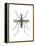 Aedes Mosquito (Aedes Aegypti), Yellow Fever Mosquito, Insects-Encyclopaedia Britannica-Framed Stretched Canvas