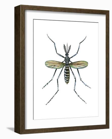 Aedes Mosquito (Aedes Aegypti), Yellow Fever Mosquito, Insects-Encyclopaedia Britannica-Framed Art Print