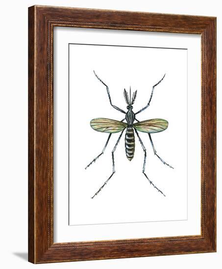 Aedes Mosquito (Aedes Aegypti), Yellow Fever Mosquito, Insects-Encyclopaedia Britannica-Framed Art Print