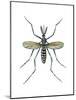 Aedes Mosquito (Aedes Aegypti), Yellow Fever Mosquito, Insects-Encyclopaedia Britannica-Mounted Art Print