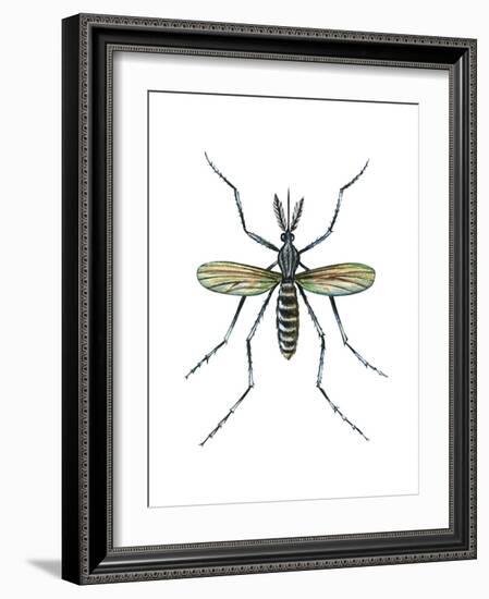 Aedes Mosquito (Aedes Aegypti), Yellow Fever Mosquito, Insects-Encyclopaedia Britannica-Framed Art Print